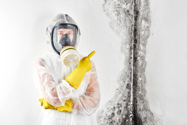 Best Black Mold Removal  in Waconia, MN